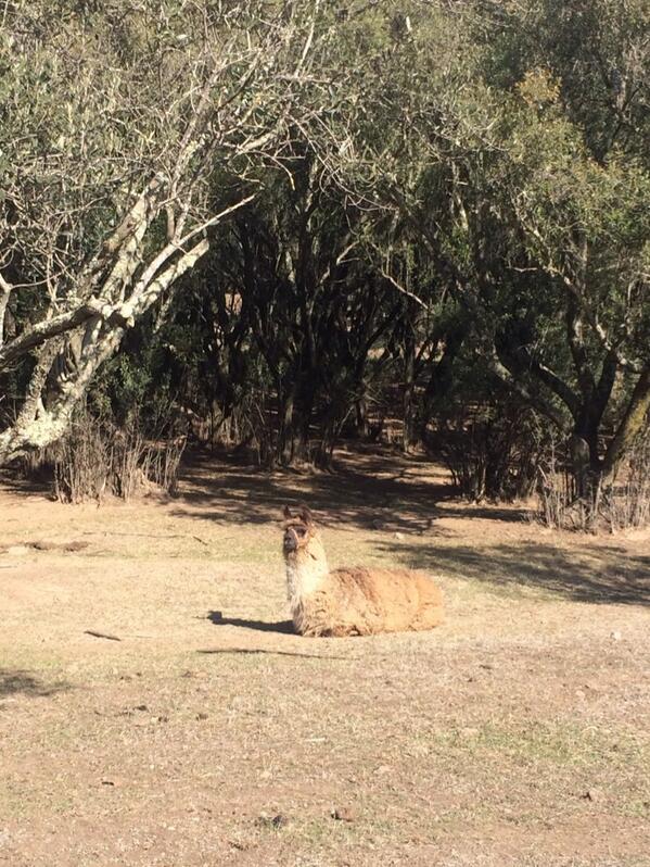 ninjachitra's tweet photo. Hot Rod the llama at Husdon Ranch http://t.co/1M7Q2tvhoh