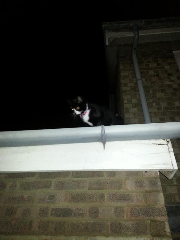 JRCapper's tweet image. #spotthecat #stuck and in thanks she yaks up a whole piece of carrot