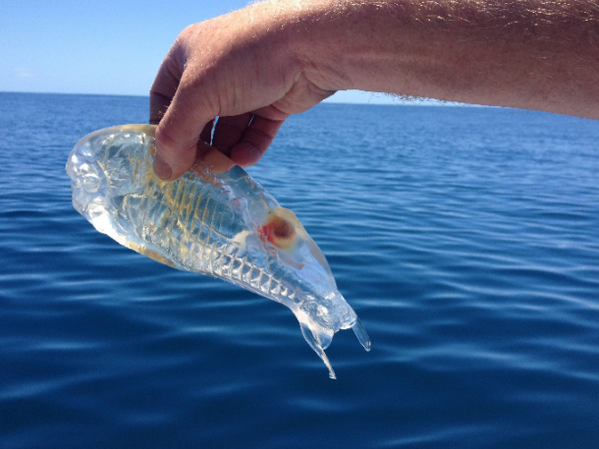 KaptanHindustan's tweet image. Strange transparent fish Found 70 kms off the coast of NZ. I don't even have a clue what's it called.