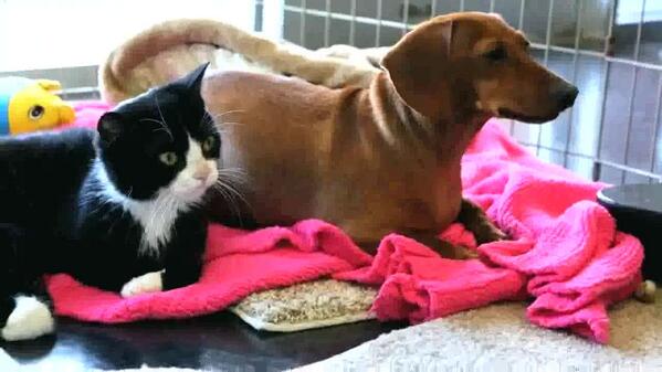 A3Noticias's tweet photo. Un perro callejero protege y alimenta a una gata tetrapléjica abandonada en Florida [VÍDEO]
http://t.co/GkixNCA6pm http://t.co/rAGwOj839V
