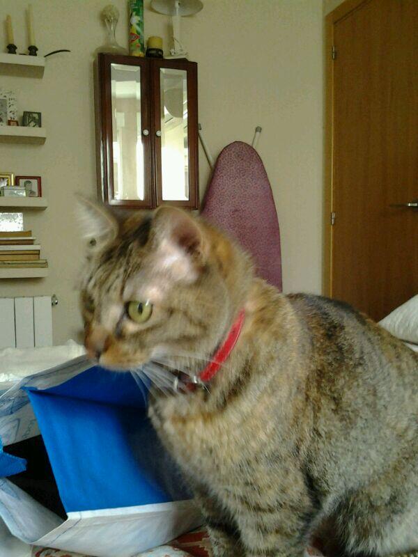 GBurjasot's tweet photo. Buscamos al dueño de esta gata encontrada en Valencia. Por favor maxima difusion! http://t.co/xsThj7kT0O