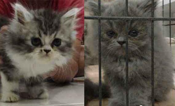 RT <a href="/uchukfull/">Generasi Senyum ★</a>: For sale, 2 kitten persia flatnose jantan 2 bulan,bonus kandang total 1,5 jt aja. Jual cepat.