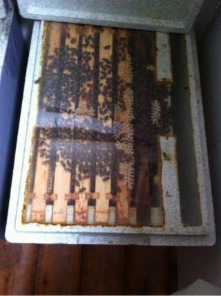 I like it! "#Honey #bee nuc" on Wallapop <a href="/wallapop_uk/">Wallapop UK</a> #beekeeping wallapop.com/en/item/united…