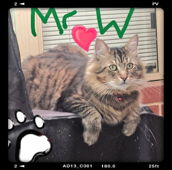 Catsaturday's tweet photo. Big shout out to #Walter aka Mr W! http://t.co/4rlhcHgk71