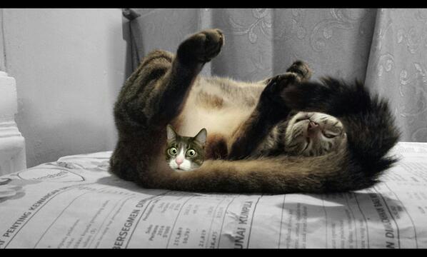 LUMITHECAT's tweet photo. x http://t.co/CdJnZ7STJj