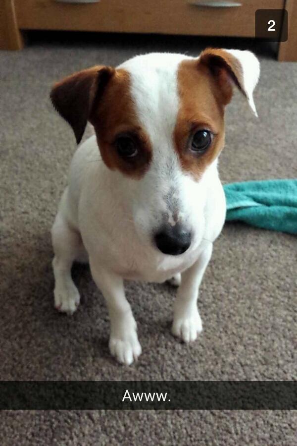 _DavidCharlton's tweet photo. Mans best friend http://t.co/6GwwoFyQr7
