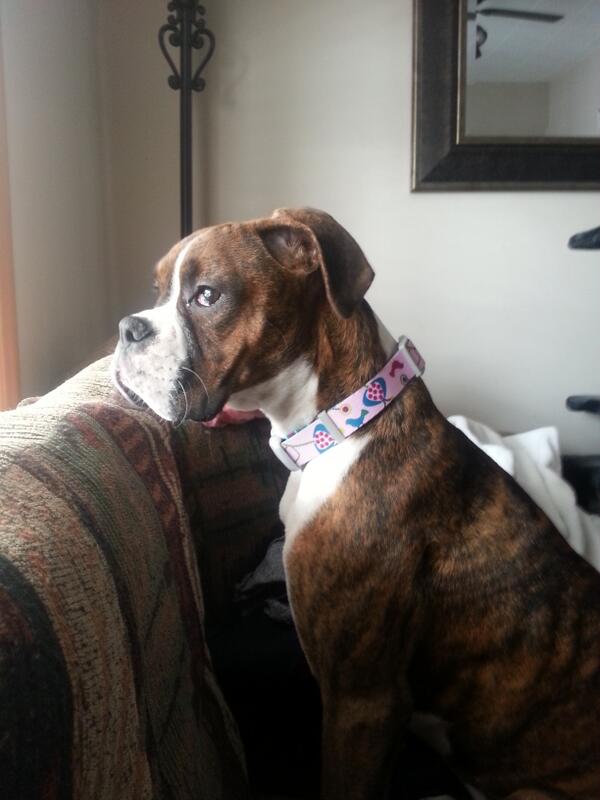 watcha looking at baby? #sadboxerface
