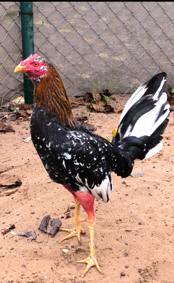 puaalvarez's tweet photo. Aye me traje el segundo premio con este pollo http://t.co/hsZv6Ircan
