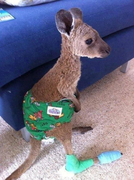 A baby Kangaroo, saved from a wild fire.