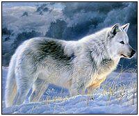 - in the pound in my wolf form - someone help me please.... I need food.... I need my mate #OpenRP