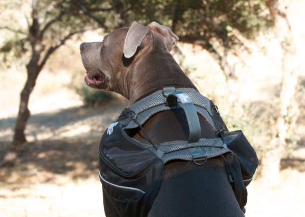 cesarmillan's tweet photo. Junior is so proud when he's in his dog backpack! Get yours on sale today w code WORKINGDOGS: http://t.co/YWcX4zYCNB http://t.co/Z8vvh9jK1d