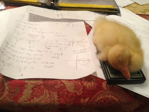 MejoresTwits's tweet photo. Ese extraño momento en que quieres estudiar, pero un pato se duerme encima de tu calculadora. http://t.co/0uabXk1ehk