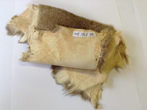 sbmartell's tweet photo. Labeling furs today @PowellCotton for #SFPproject - check out my handy work on this rabbit fur 🐇 http://t.co/XPcn1hLAMi