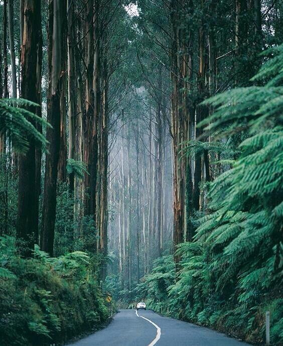 Tunel de árboles. Victoria, Australia.