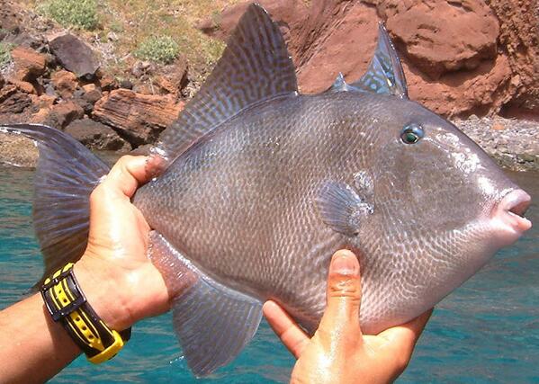ogreenthumb's tweet photo. The Gray Triggerfish or Balistes capriscus http://t.co/JxUyLJag2L #fishindex #Fishing #Fish #Triggerfish http://t.co/lJwysniQZw