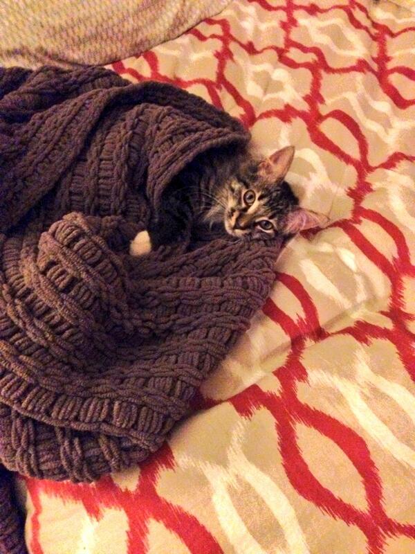 katyryan15's tweet photo. I would post this cat pic, but @mksmith1992 would make fun of me.. http://t.co/L6KTnYuwsd