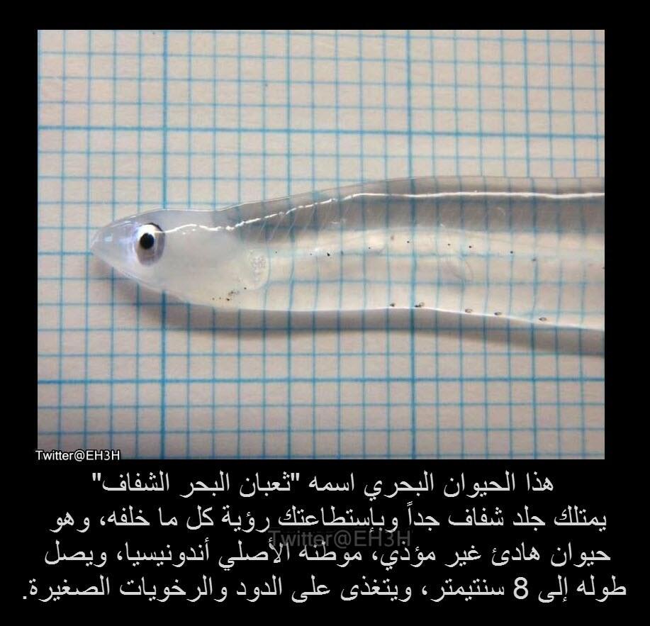 معلومة وفائدة On Twitter هل رأيت ثعبان البحر الشفاف من قبل أحد اندر واغرب الحيوانات البحرية Http T Co Bvidyf3vkt