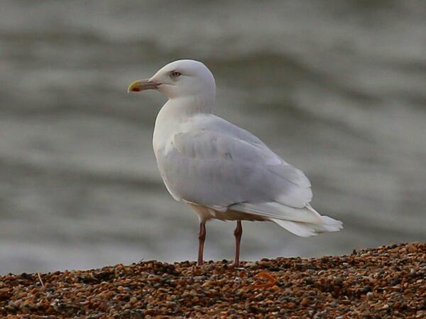 BarrieWidden's tweet photo. Caught up with the adult Glaucous Gull at West Bexington today. What a beautiful bird. http://t.co/3kwYXLsHVC