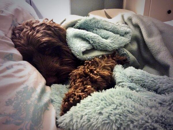 RubyCockapoo's tweet image. Mum didn't want me to be cold... @ThomasCraven1 @Missbmccormack