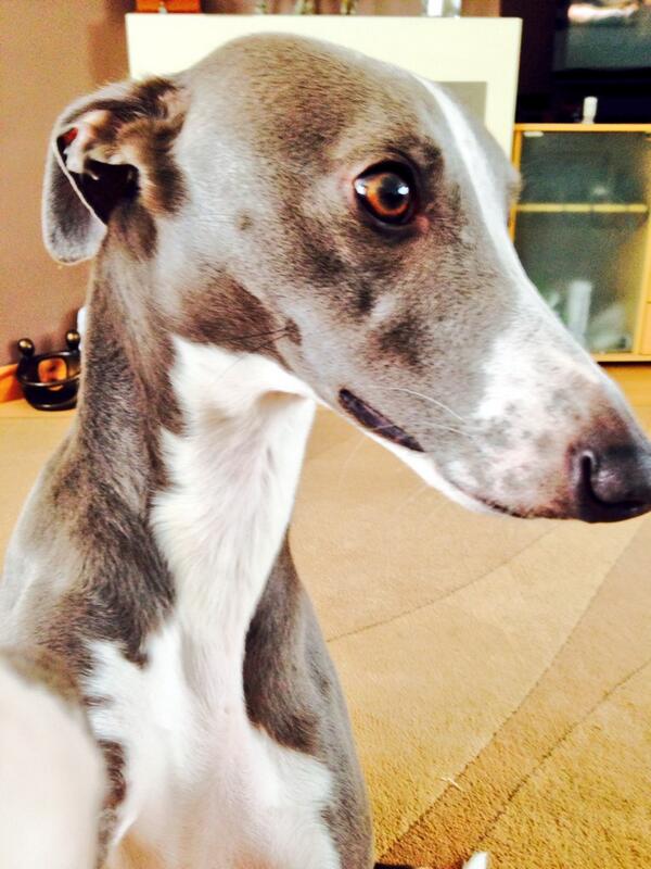 DailyDexter2's tweet photo. Posed selfie 🐶 x http://t.co/gTi4vnpbOe