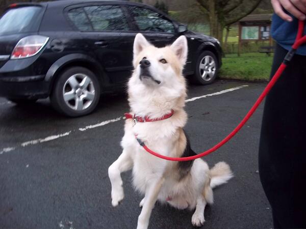 pendledogs tweet picture