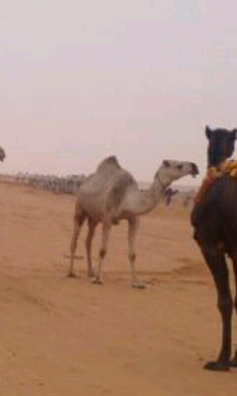 الابل .. (@az1273) on Twitter photo 