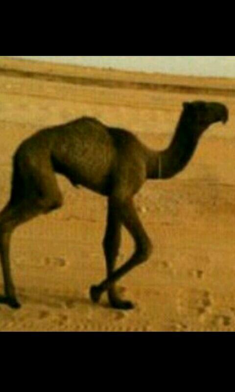 الابل .. (@az1273) on Twitter photo 