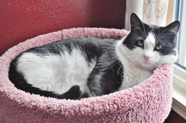 stellaandchewys's tweet photo. Panda, from Milwaukee Pets Alive, is the perfect gentleman: http://t.co/Js9mdXSabm #AdoptableCat http://t.co/IERzgvlNpX
