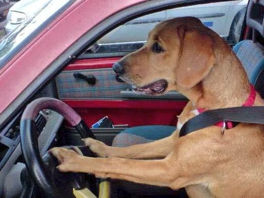 YiyoAlex's tweet photo. Exclusiva. Labrador llegando a discoteca tubos. http://t.co/7JOGrYKJLU