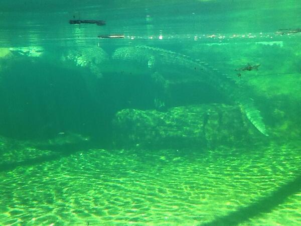 KarmicLoki25566's tweet image. Happy #AustraliaDay Everyone!!  Time get the snags on the BBQ!!  #dethknights #nightraid