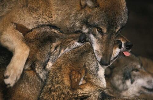 Пасть волка. Оскал волка. Bit wolf. Чехол запасного колеса skyway r16 s06301044. Манитобский волк.