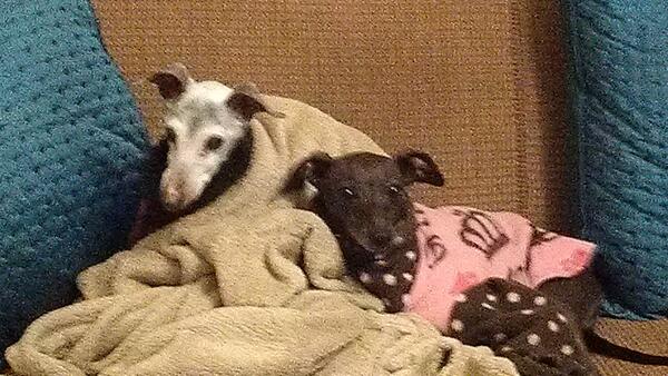 guestinteriors's tweet photo. When is mommy coming home from ASID Strategic Planning#missing dog mom http://t.co/EMPY5QSrIb