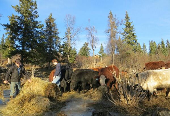 OttoKilcher's tweet photo. Trying to feed cows out of the mud. Might as well be spring! http://t.co/vYZrkeMp4l