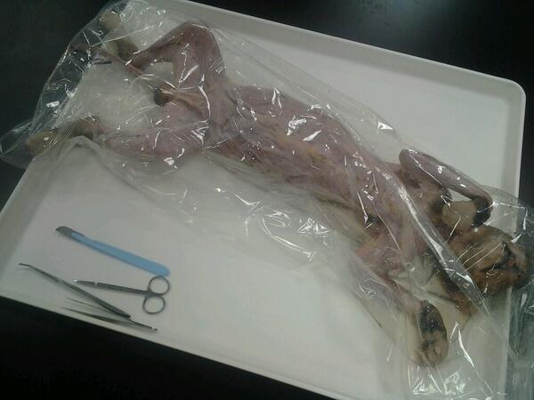 ForeverrRed's tweet photo. #catdissection #anatomy #science #medicine #studentlife http://t.co/tAQewYkuhM