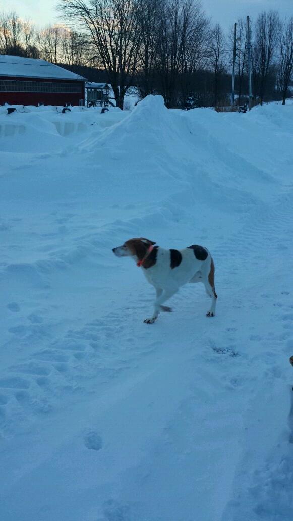 CodyDeGier's tweet photo. Anyone know whose dog this is? Been at my house since 5 http://t.co/UlhBthtFpA