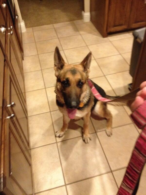HattenLincoln's tweet photo. New foster pup!! Her name is belle http://t.co/fza84blGPD