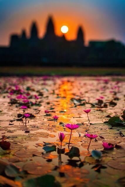 sbuda1gp_sbuda's tweet photo. Lesson from the flowers,"they never tell but they show." http://t.co/YWmCW3qAza