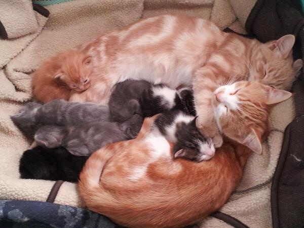 This is how I remembered my brother Gordon being-the cute orange squirt in the pile.He's all grown up now! Frodo #cat