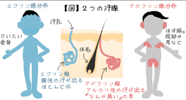 ひと目で分かる エクリン汗腺とアポクリン汗腺