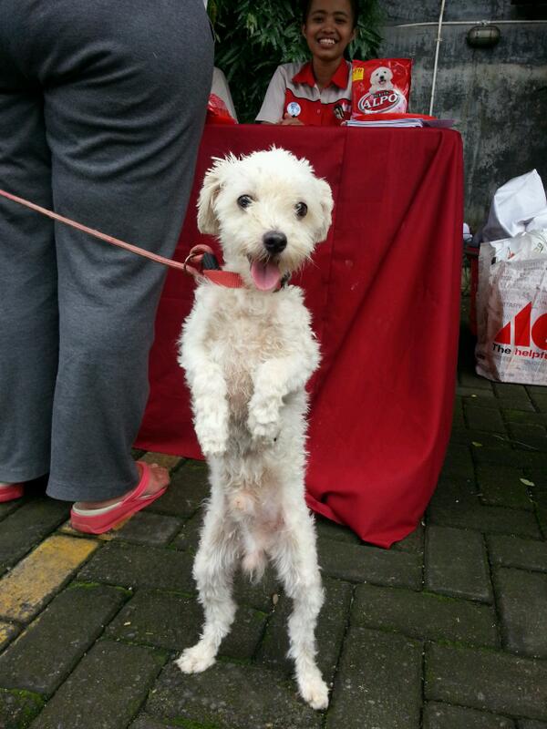 SeputariNews's tweet photo. Salah satu peserta di #DogFunDay Ace hardware hari ini #partnerbysindotv http://t.co/RV1wLR3dVC