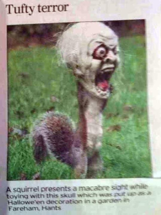 WTFLifeFacts's tweet photo. A squirrel got its head stuck in a halloween decoration and terrified a neighborhood http://t.co/4uJvVROosz