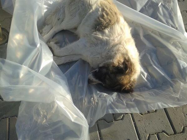 Bodrum gümüşlükte hayvanları zehirliyorlar geçen hafta 8 bu hafta 4 köpek biri dur desin