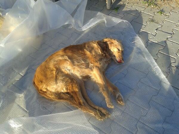 Bu resimleri koyduğum için kusura bakmayın ama görmek lazım bu vahşeti gümüşlük güya turizm bölgesi