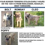 Photo by Border Terrier Posse (@BTposse)