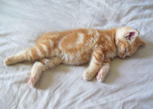 CatsProtection_'s tweet image. Love my new kitten! Called him gingersnap #kitten