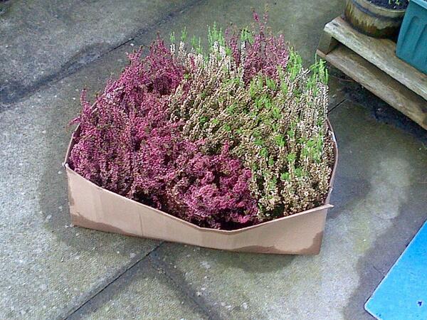 Dark_Blue_Box's tweet image. Add these #communityplanting for Barnoldswick in Bloom from Val Kenyon&apos;s Flowers