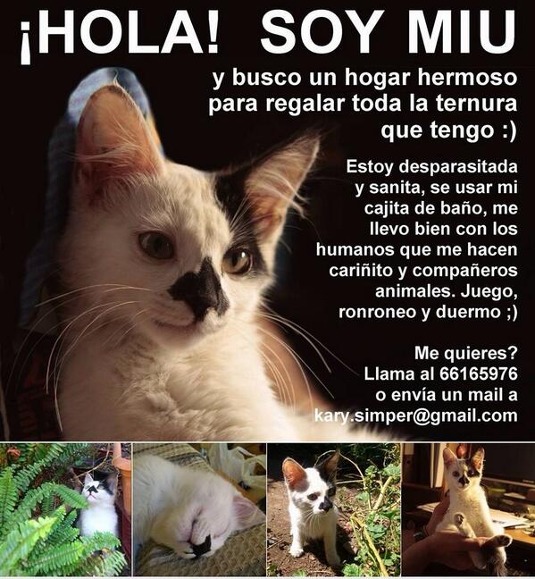 sylvana_chile's tweet photo. RT ATENCION LA REINA Y ALREDEDORES, gatita en adopción. Mas info en la imagen. http://t.co/PYE3bGrBsU