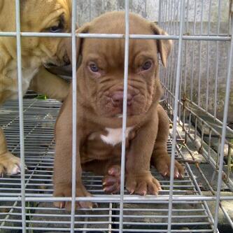 BPbC_UNITY's tweet photo. Frodo son of ordo http://t.co/F04pVByQxH