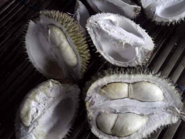 Anha_shesipuut's tweet image. Dan akhirx aku berkata &quot;Mabok duren kaa&quot; #perlombaan makan duren terbanyak !-)