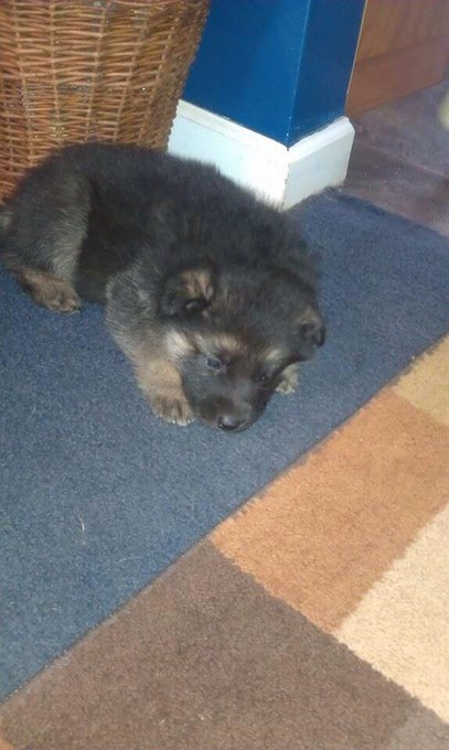 Instead of going w a brown German Shepherd, I'm going with black. He's only 5 weeks here. He shld be<a href="/tag/dead"class="tags"><span>#dead</span></a>